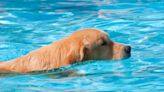 Golden Retriever's Sneaky Attempt At Asking Mom to Swim Is Irresistible