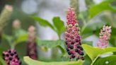 How to Get Rid of Pokeweed Effectively