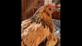 World’s oldest living chicken dies in Michigan. She was old enough to vote and drive