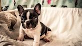 French Bulldog Puppy Loses Eye, Surrendered by Owner