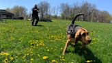 National Police Bloodhound training next week at Wisp Resort