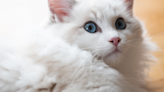 Ragdoll Cat 'Mimics' Screaming Kids by Meowing and It's Internet Gold