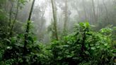 A new history for the tropical forests of the Americas