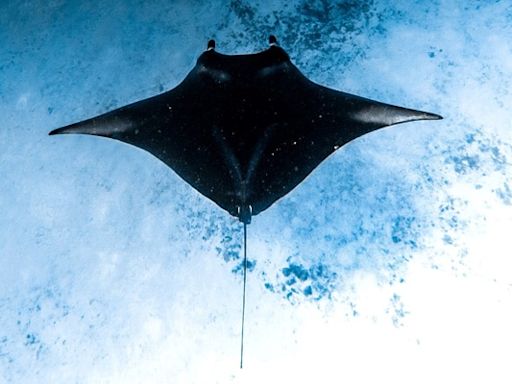 Manta Ray, Secret US Undersea Drone, Spotted On Google Maps, Later Removed