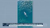 VÍDEO: Fotógrafo paulistano registra imagem rara de cardume de arraias dançando com baleia jubarte no litoral de SP