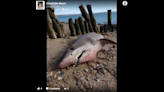 ‘Once-in-a-lifetime’ shark washed up on British shores — then someone stole its head