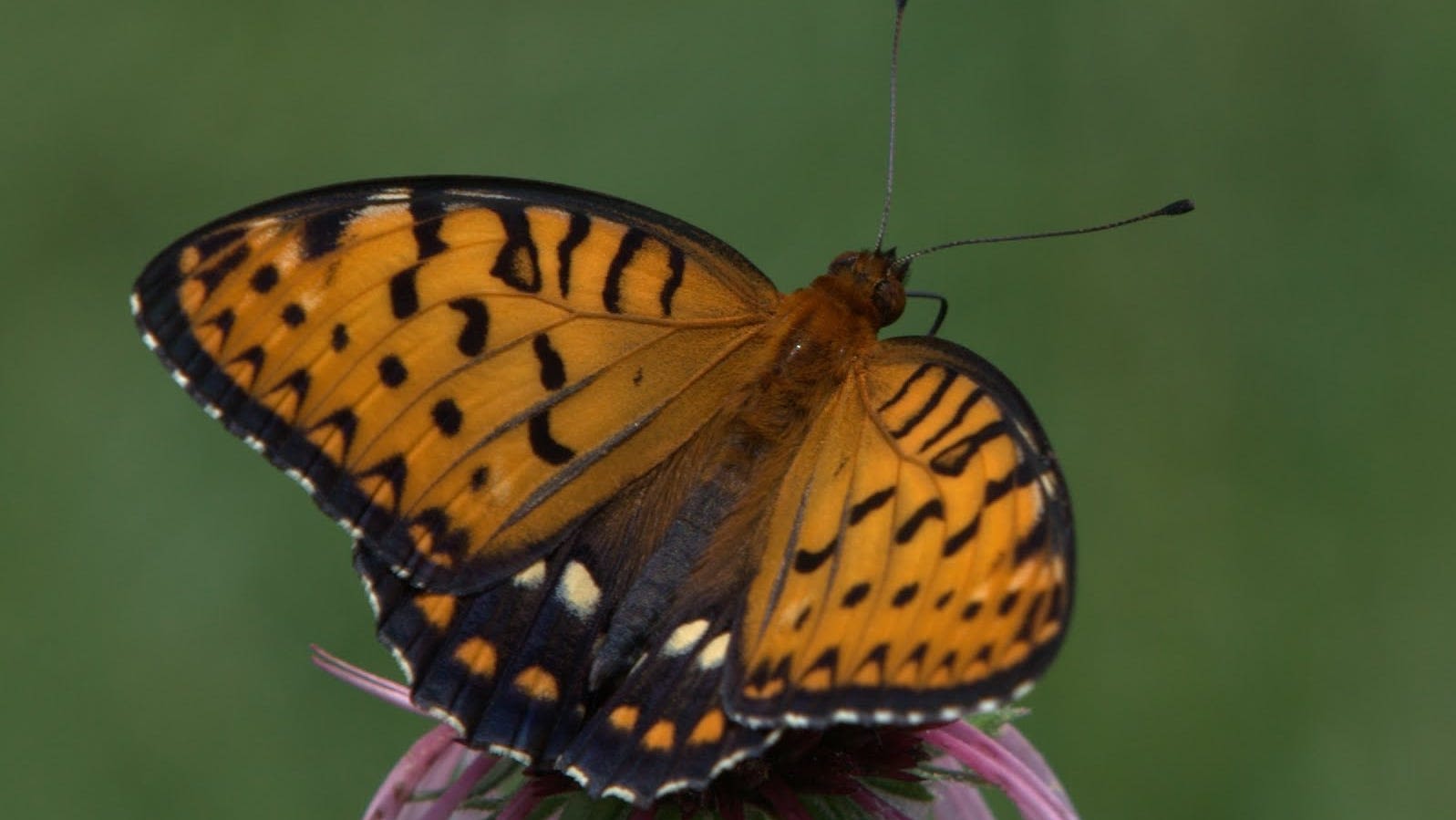 Ask the Master Gardener: How to attract butterflies, and the low-down on plastic mulch