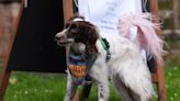 General election 2024 - dogs at polling stations best snaps as city turns out to vote