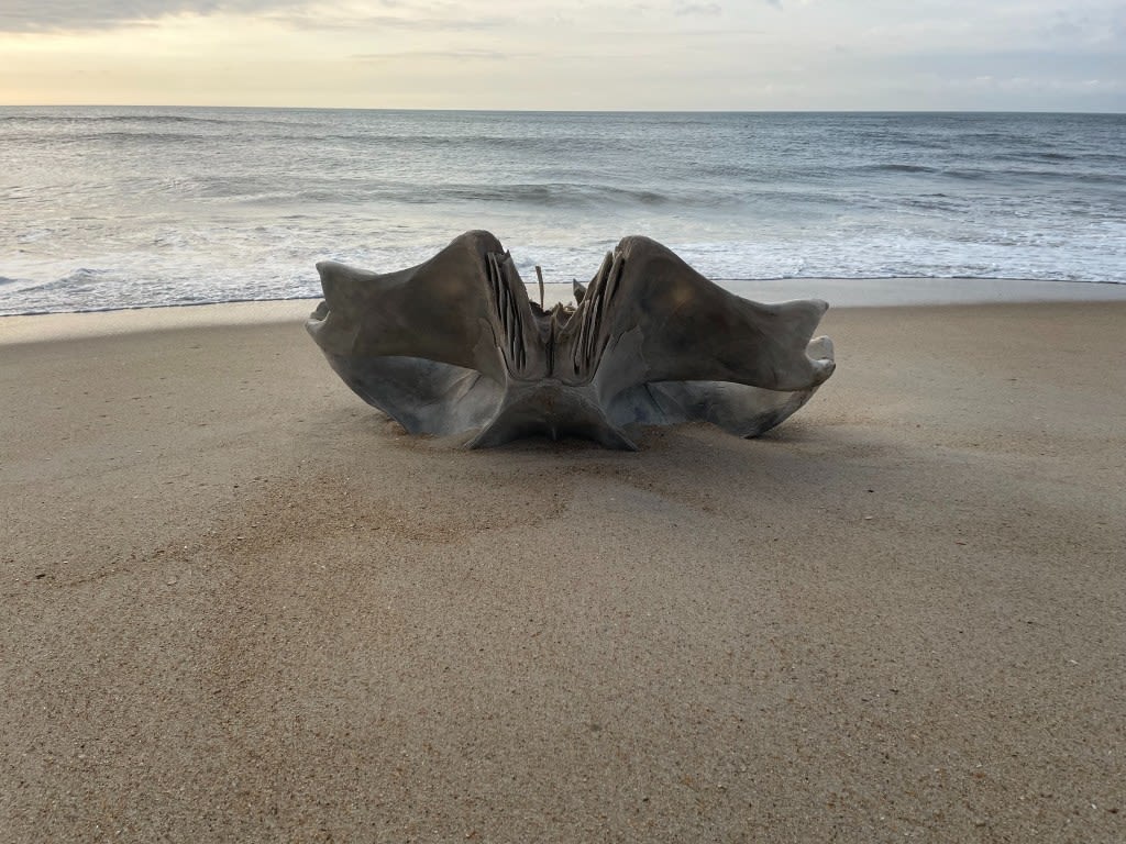 Whale skull washes up on Outer Banks’ Hatteras Island