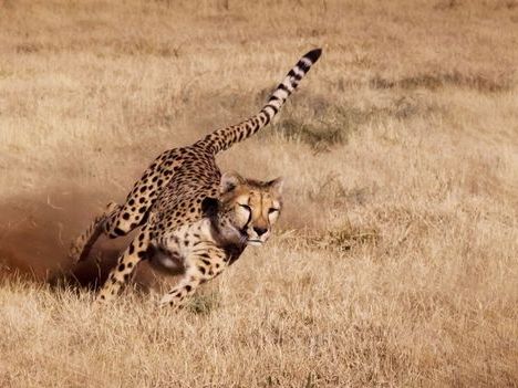 What Olympic runners can learn from cheetahs