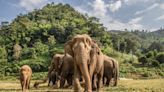 De venerados a perseguidos, la realidad de los elefantes en Tailandia - Especiales | Publicaciones - Prensa Latina