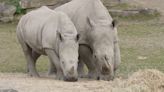 IVF help for wild rhinos from zoo cousins