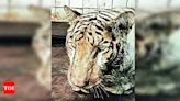 Royal Bengal Tiger dies at Nehru Zoological Park | Hyderabad News - Times of India