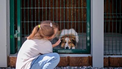 Wisconsin Shelter Dogs & Adopters Get to Have ‘Test Drives’