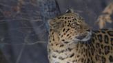 Siberian tigers, Amur leopards flourish in northeast China's national park