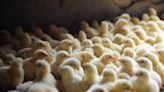 USDA aims to aid small farmers by barring pay deductions from poultry firms
