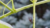 Spotted Lanternflies Are Eating Our Vineyards, Too