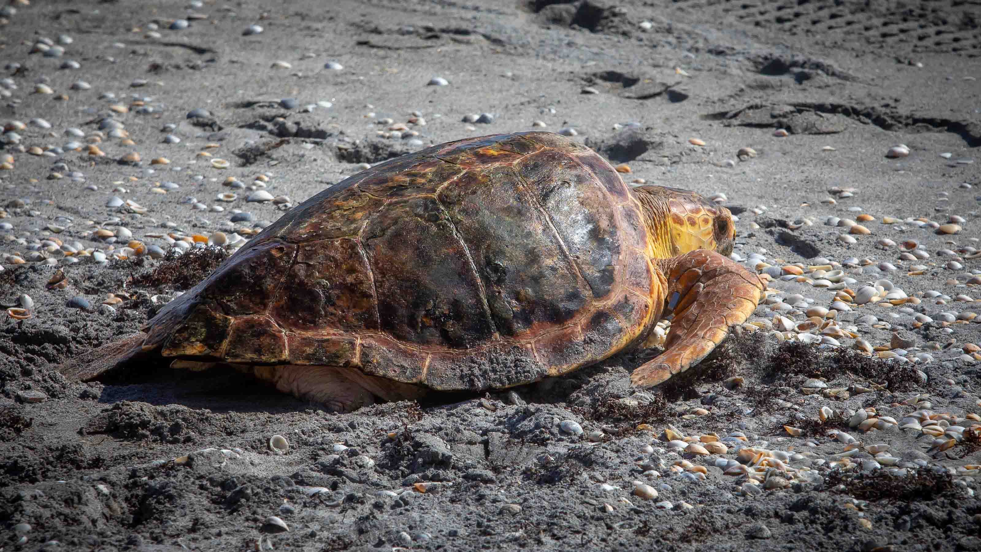 Juno Beach's Loggerhead Marinelife Center voted best free attraction in the country