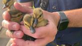 Stow firefighters celebrate 'little successes' after rescuing 13 ducklings from storm drain