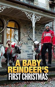 A Baby Reindeer's First Christmas