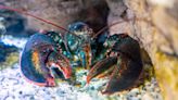 World’s Rarest Lobster Is Released Back Into the Ocean