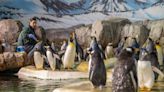 Births, deaths and a viral video: KC Zoo’s penguin exhibit draws acclaim and scrutiny