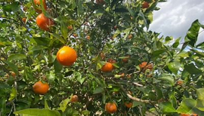 Die Welt steckt in einer Orangensaftkrise: Der Wettlauf nach einer Ersatzfrucht hat begonnen