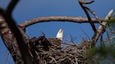 The Southwest Florida Eagle Cam nest is officially on ‘Hatch Watch.’ What to know before eaglets arrive