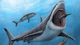 Megalodon was a warm-blooded killer, but that may have doomed it to extinction