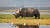 Thanks to a genetic breakthrough, a rare rhino species may be rescued from extinction