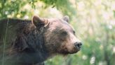 Bear attracted to ‘stinky’ carcass tries to raid CO officer’s truck. See the evidence