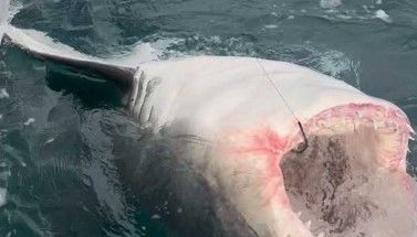 Monstrous shark that made shark science history pings off Cape Cod; killer whale spotted with a tuna in its mouth