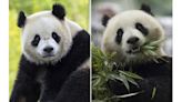 The Panda Party is back on as giant pandas will return to Washington's National Zoo by year's end