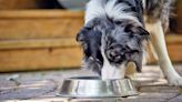 Whoops: Purina's Mislabeling Triggers Limited Recall of Prescribed Wet Dog Food