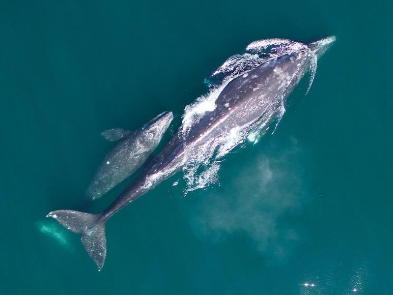 NOAA researchers announce 33% increase in gray whale numbers, end investigation into die-off