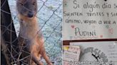 ¡Tragedia en Chiloé! Perro “invadió” centro de rescate de fauna y mató a dos pudúes
