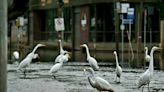 Garças são vistas comendo peixes nas ruas de bairro alagado em Porto Alegre