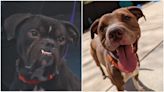 KCAS Pets of the Week: Bane and West