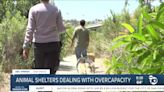 Chula Vista Animal Services introduces dog-walking program to reduce overcrowding