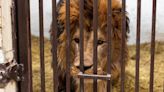 Animal sanctuary races to rescue lions from war-torn Ukraine