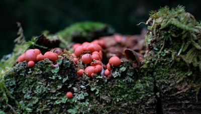 What are those beautiful neon pink slime balls in the Maine woods?