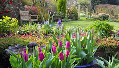 Gardening expert reveals tip to ensure bigger tulip blooms next spring