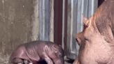 Fiona the Hippo Is a Big Sister! Cincinnati Zoo Star's Mom Bibi Gives Birth to Second Baby