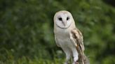 Johns Hopkins University can continue barn owl testing after permit battle with PETA