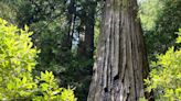 World’s Tallest Tree Now Off Limits, Visitors Could Face $5,000 Fine, Jail Time