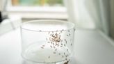 Barrière à fourmis naturelle : l ’astuce simple pour les empêcher d’envahir votre maison