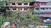 Palampur: Close shave for 3 families as trees fall on buildings