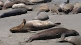 More elephant seals are at SLO County beach than during breeding season. What are they doing?