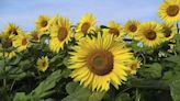 Los girasoles de Carmona, un atractivo del turismo de floración en Sevilla