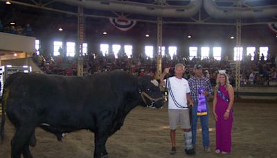 Meet Teddy Bear, the Iowa State Fair's Super Bull for 2024